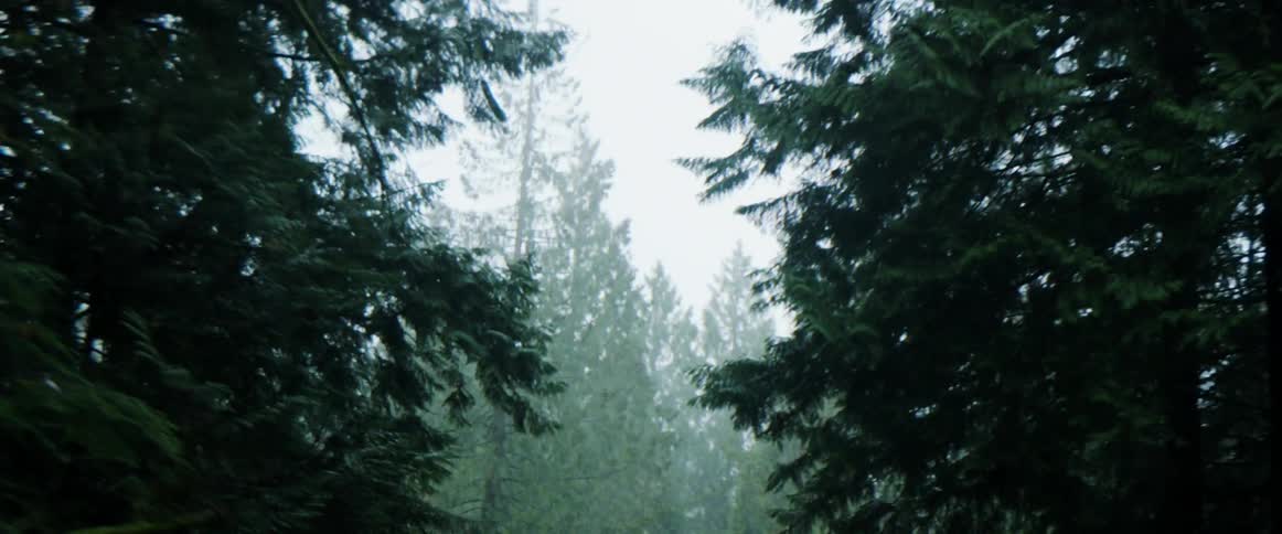 Vehicle drives through a foggy forest