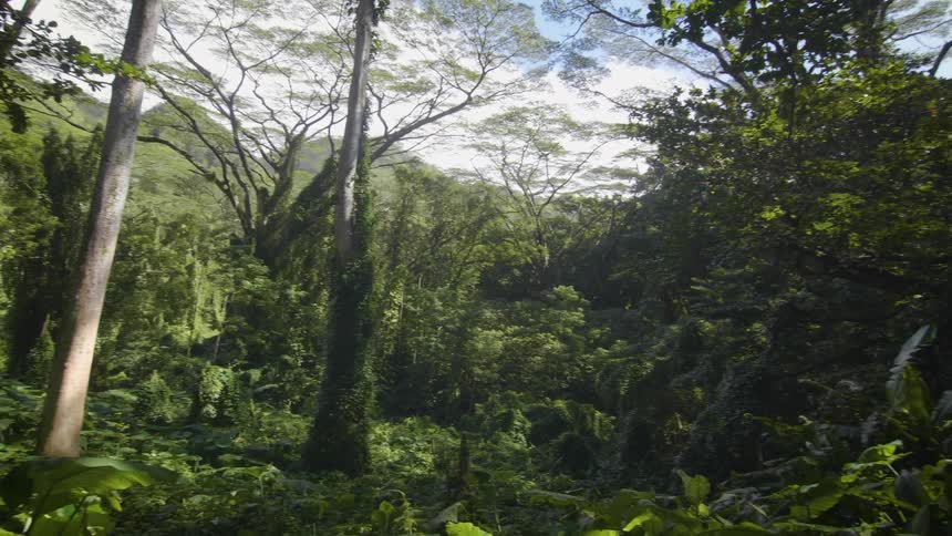 A dense forest is brightly lit on a sunny day