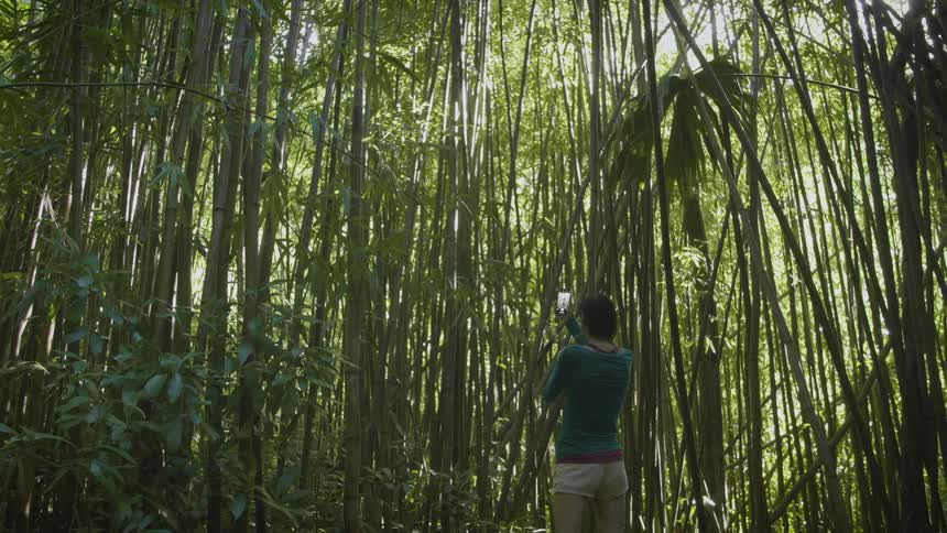 Woman with shorts and a blue sweatshirt takes photographs of tall trees and bamboos with her smartphone in the forest