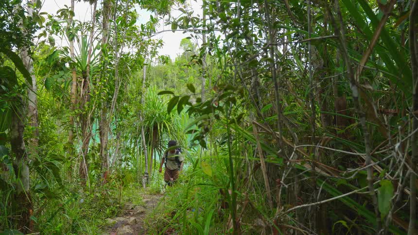 Two hikers walk up a hill in the rainforest