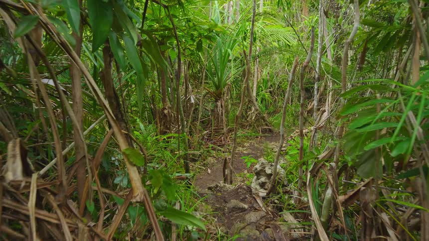 Thick vegetation in a lush green jungle