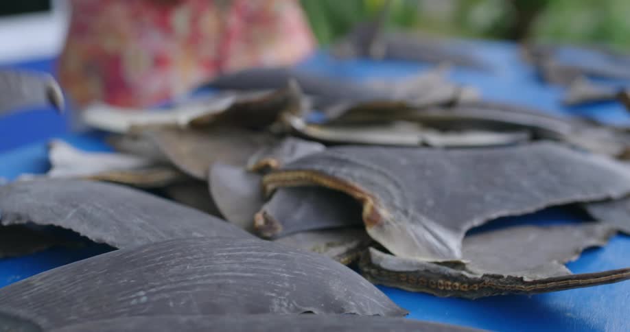 Person places shark fins on blue table outside