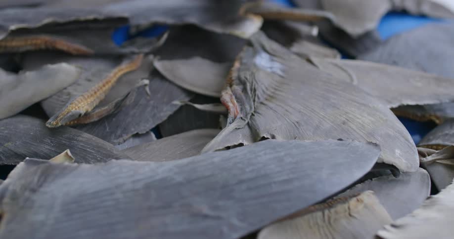 Person moves shark fins piled across blue table