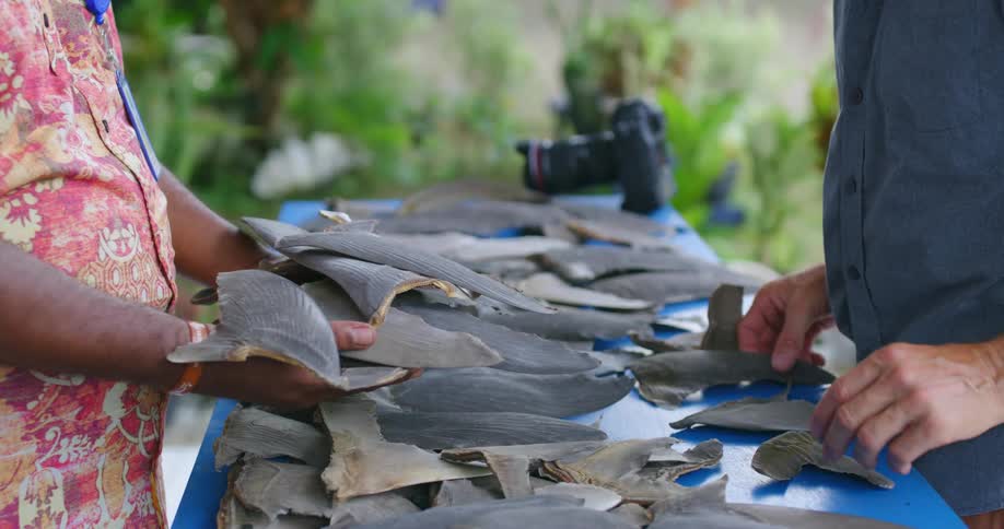 Two men standing at a table with shark fins and a camera