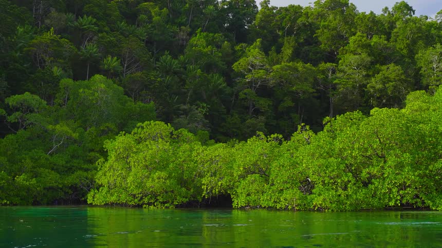A view of nature is displayed by the lake