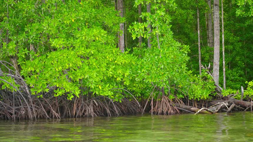 A forest on the shore with many tree roots in the water
