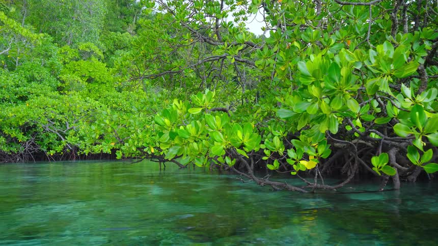 Bright green leaves on trees reflect off clear river water below
