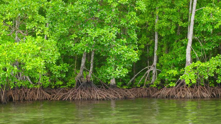 Trees with large visible roots sit in rippling reflective water