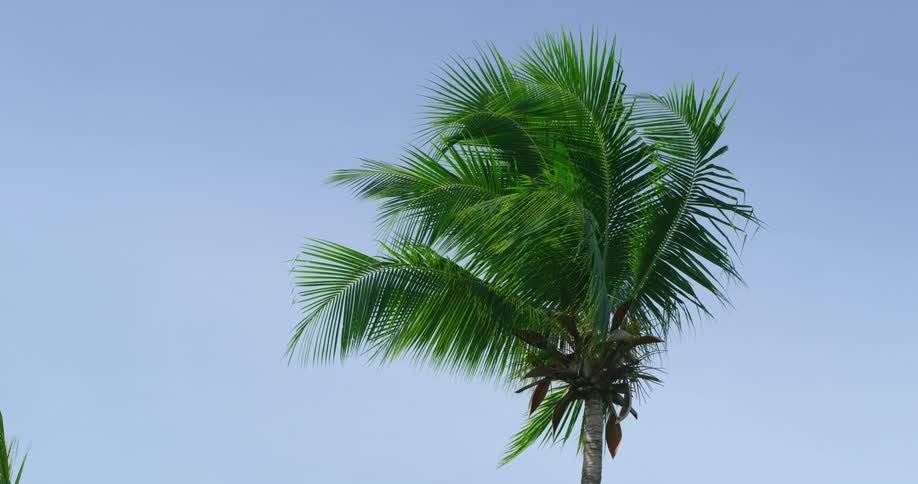 A palm tree blowing in the wind with the sky and clouds in the background