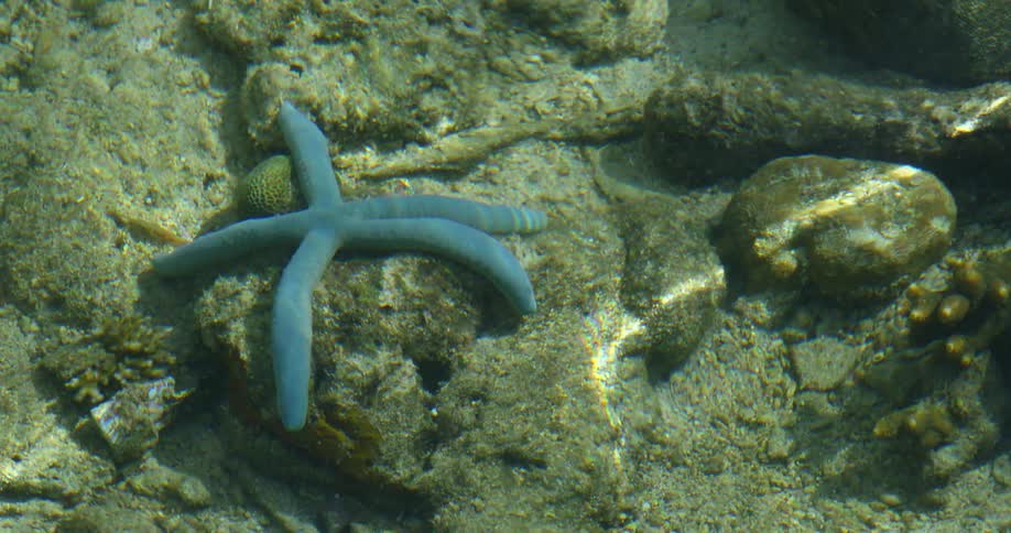 A blue starfish beneath rippling sea water