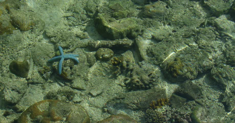 A starfish is under the water