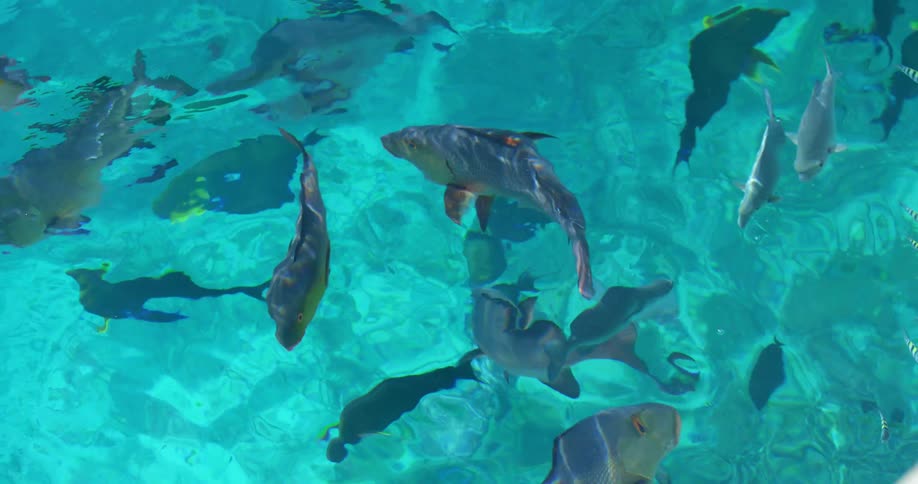 Fish is an ocean are displayed