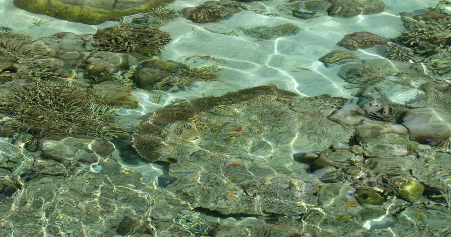 A coral reef underwater while the water ripples with light