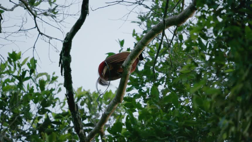 A bird of paradise is sitting on a tree in spring
