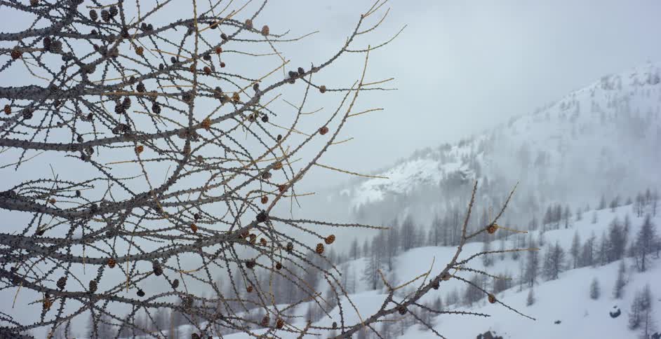 A landscape view of a snowy mountain with trees on it
