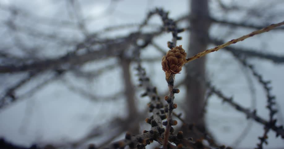 A small pine cone on a leafless tree on a snowy day