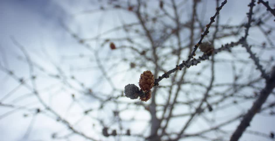 Pine cones on a bare tree branch on a winter day