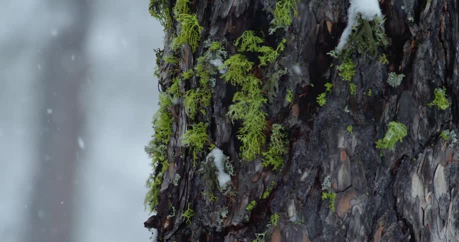 Small green plants grow out of a tree trunk as heavy snow falls