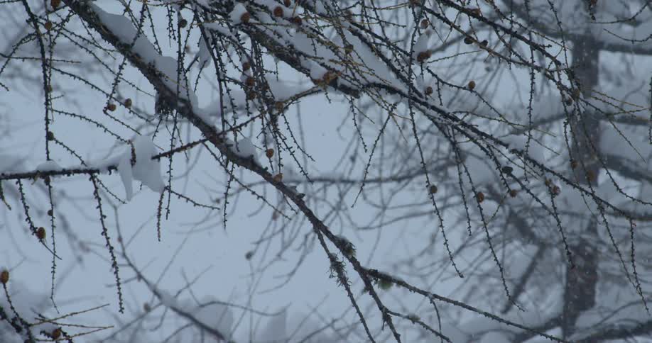 Snow falls on a tree with berries on the branches