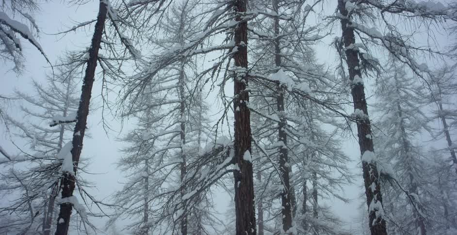 Snow is covering the forest in winter