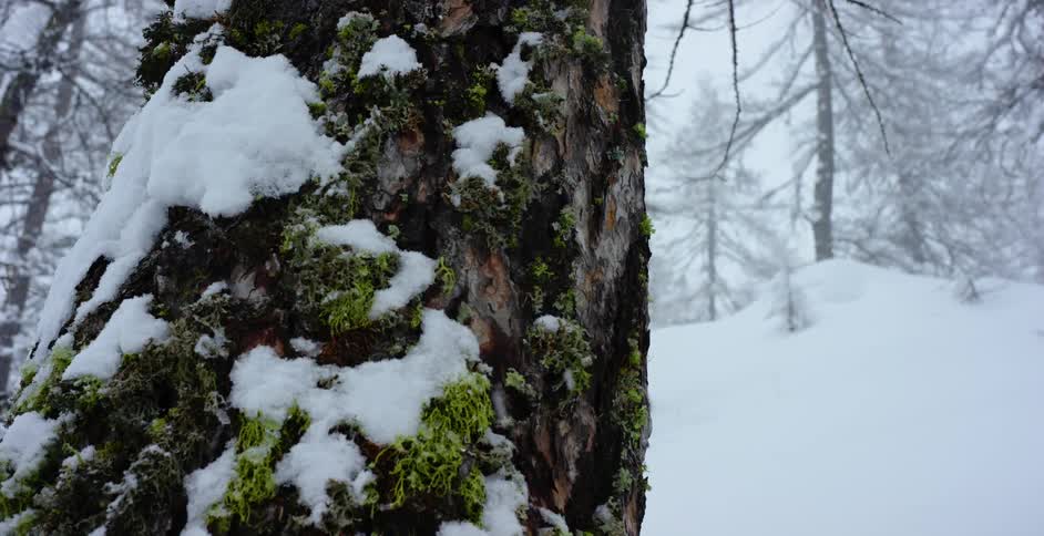 A forest with trees covered in snow with the sky and clouds in the background