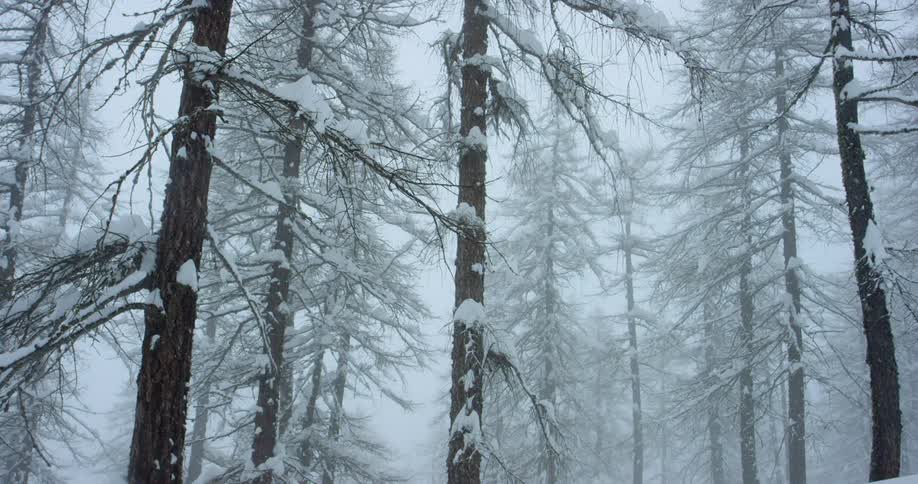 Snow falls on trees in pine forest