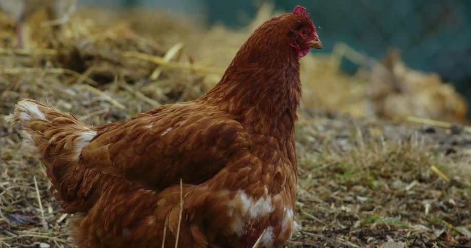 A chicken is outdoors at a farm
