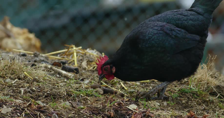 A chicken in a coop on a farm