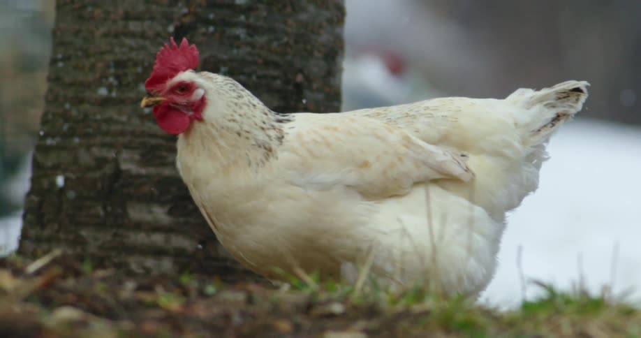 Chicken walking in a pen on a farm
