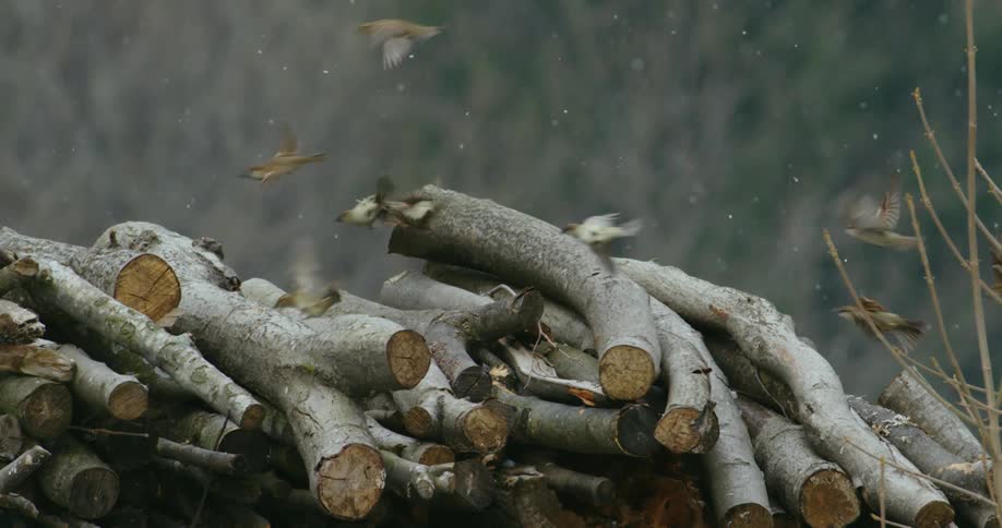 A flock of birds flying over a pile of logs in the snow