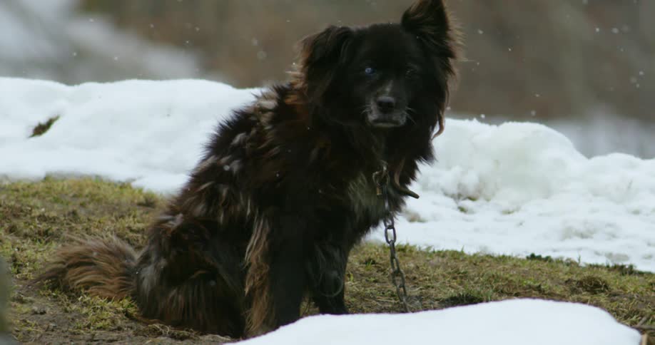 Snow falling around a chained up dog outside in winter