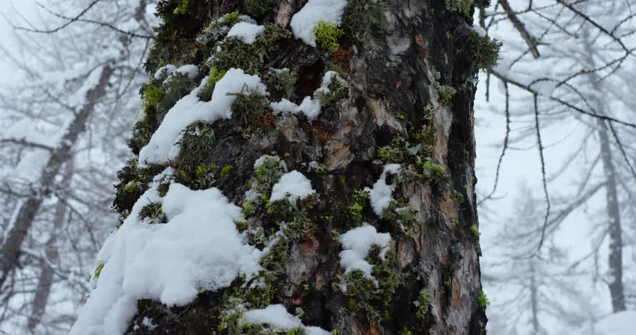 Rugged tree trunk covered with patches of snow