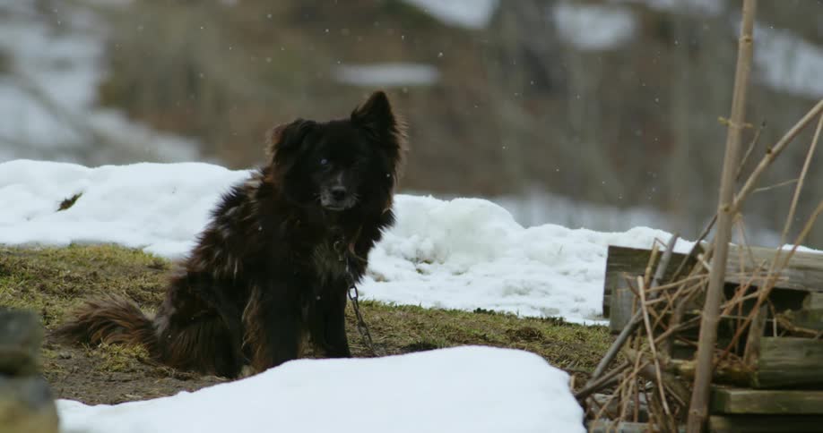 A dog is outdoors in the snow