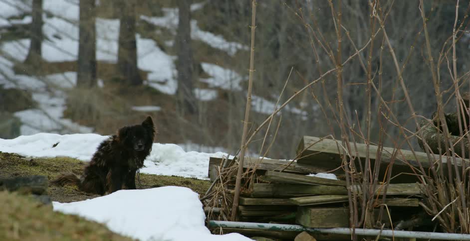 A black dog stands next to a pile of melting show in a forest