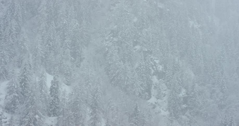Snow falling in a mountain forest with pine trees in the wintertime