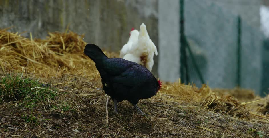 Two chickens standing in a pile of hay while it snows