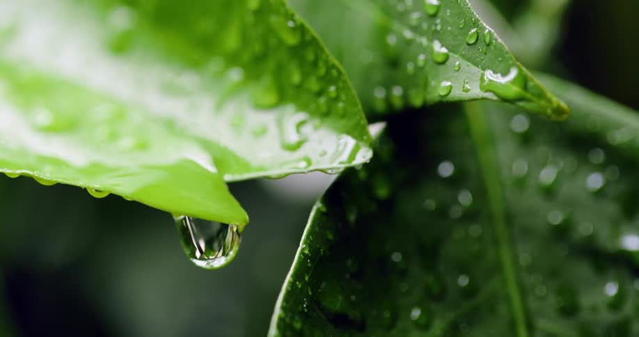 Rain drops are falling off of the plants