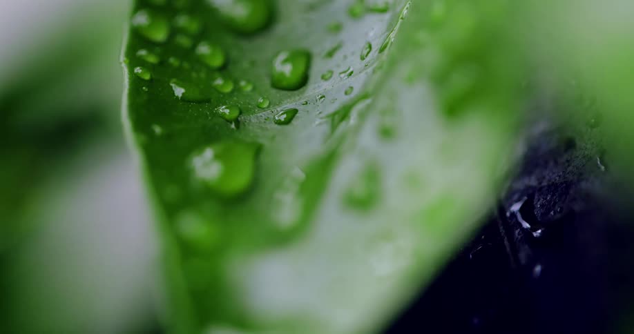Water droplets are dripping off of leaves