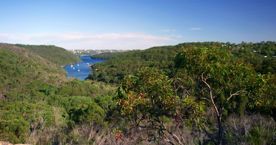 A landscape view of a river with sailboats nestled in a forest area