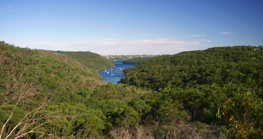 A river through a thick forest under a clear blue sky