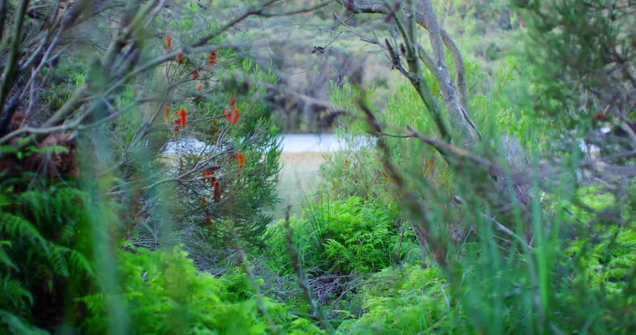 Water shows through bushes and other plants