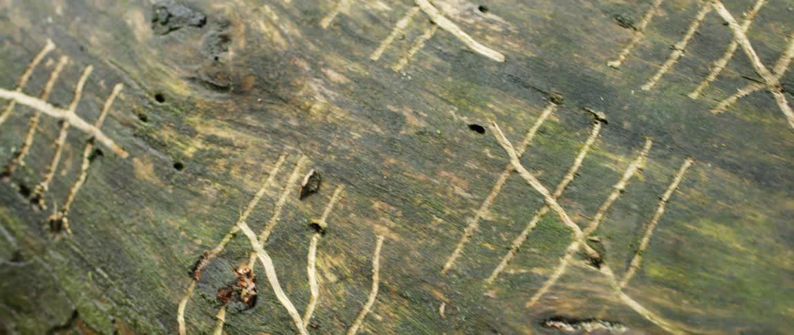 Slashes are cut into the side of a tree trunk