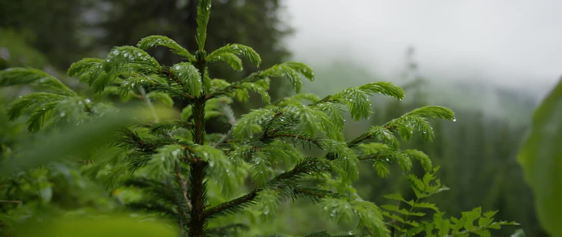 A plant with leaves and water drops with trees the sky and clouds in the background