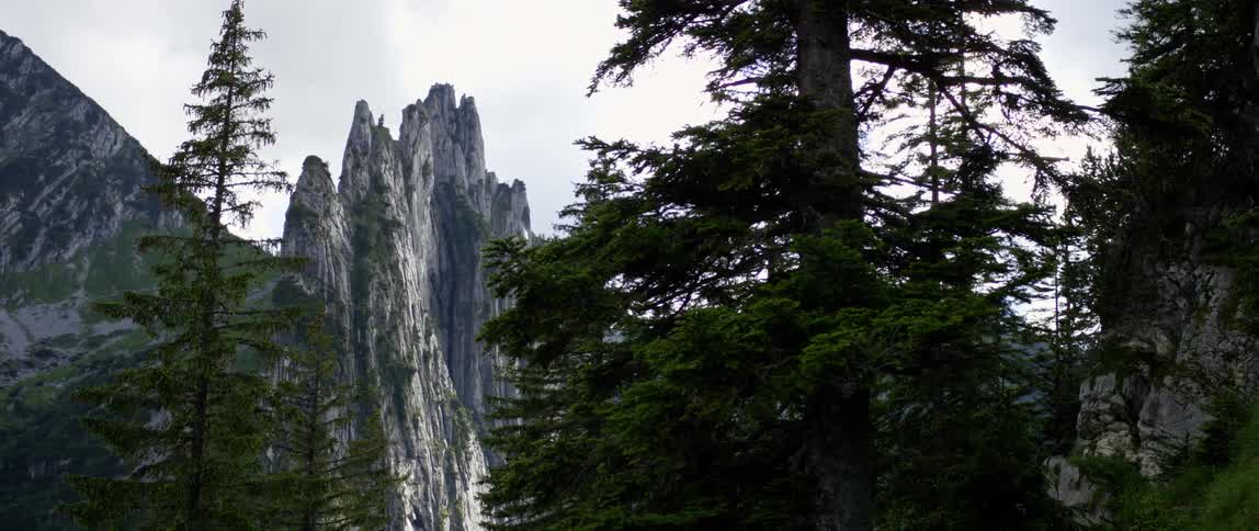 Pines trees and a rocky mountain peak in nature