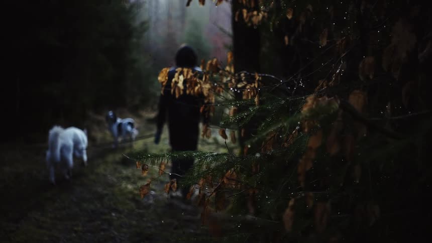 A person i swalking there dog through the woods