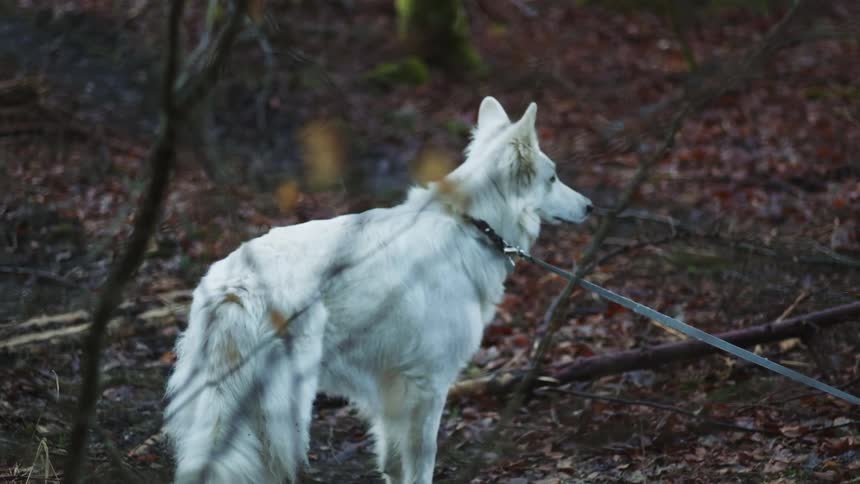A dog is on a leash in the wilderness