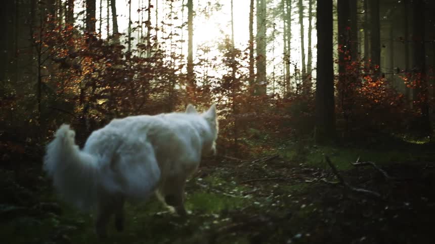 A dog is running through the forest at dusk