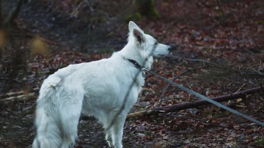 A white dog standing outside attached to a leash