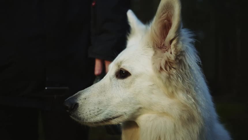 A dog and its owner are outdoors at night