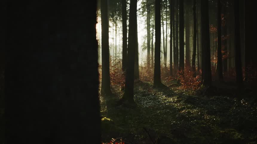 Sunlight shining through forest trees on an autumn day